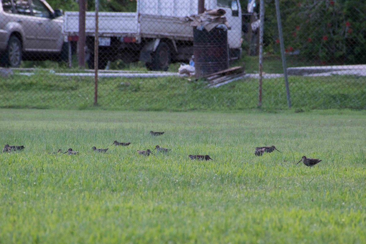 Swinhoe's Snipe - ML69896111