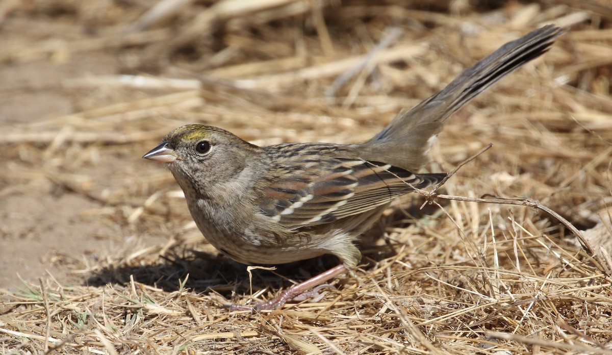 Bruant à couronne dorée - ML69896121