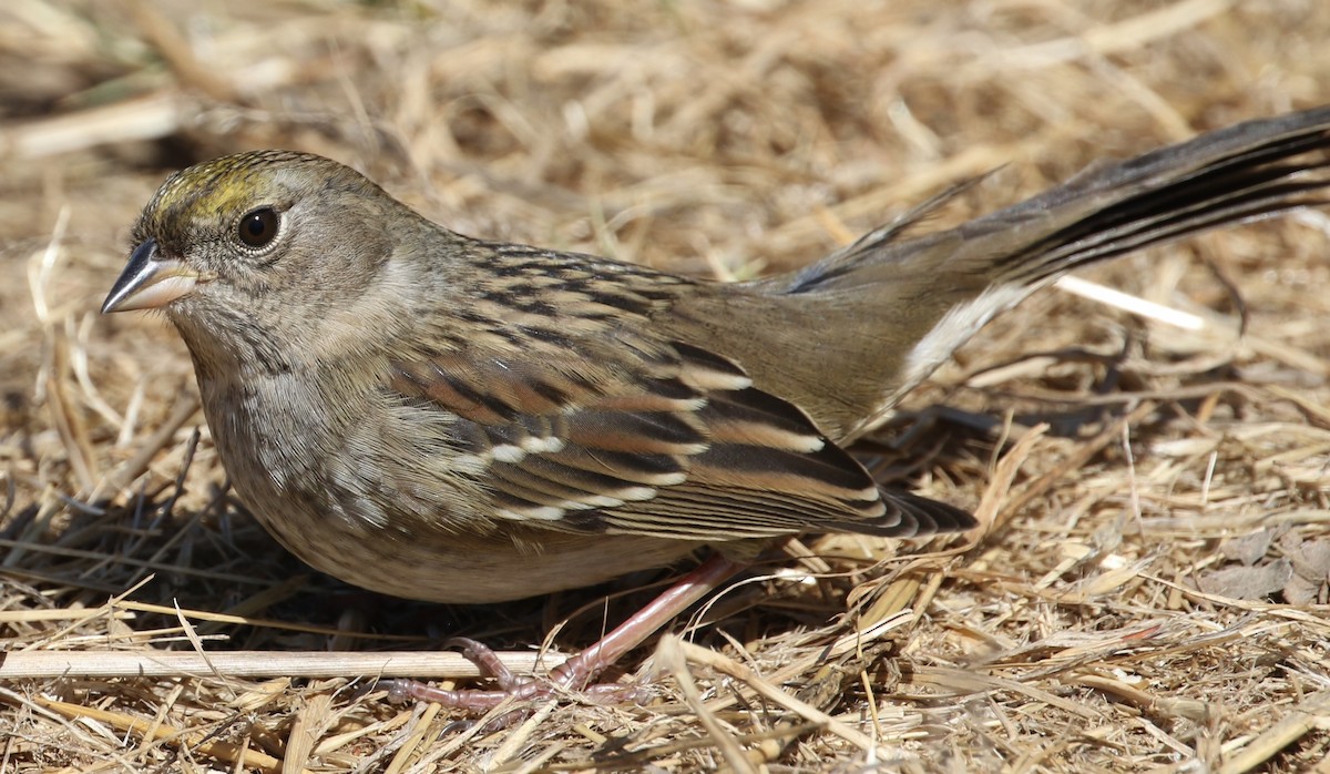 Bruant à couronne dorée - ML69896281