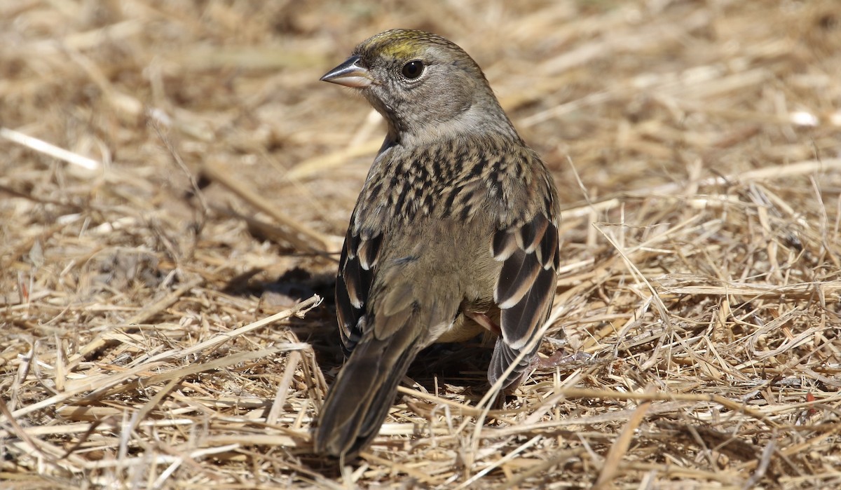 Bruant à couronne dorée - ML69896341