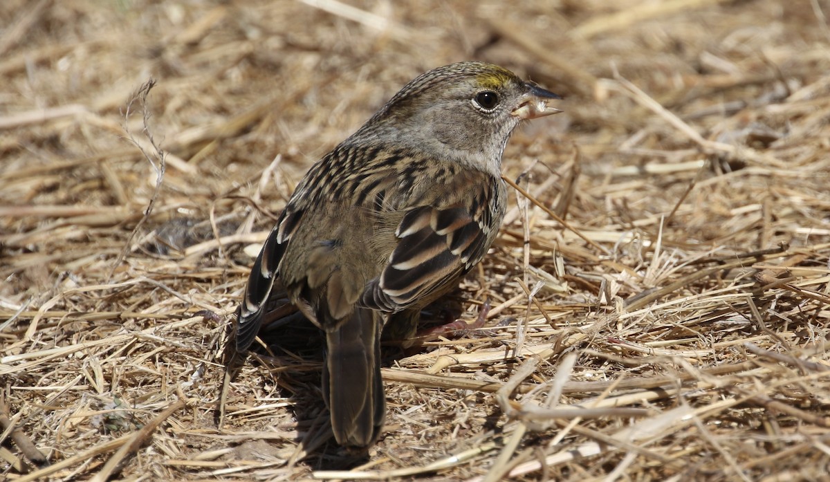 Bruant à couronne dorée - ML69896411