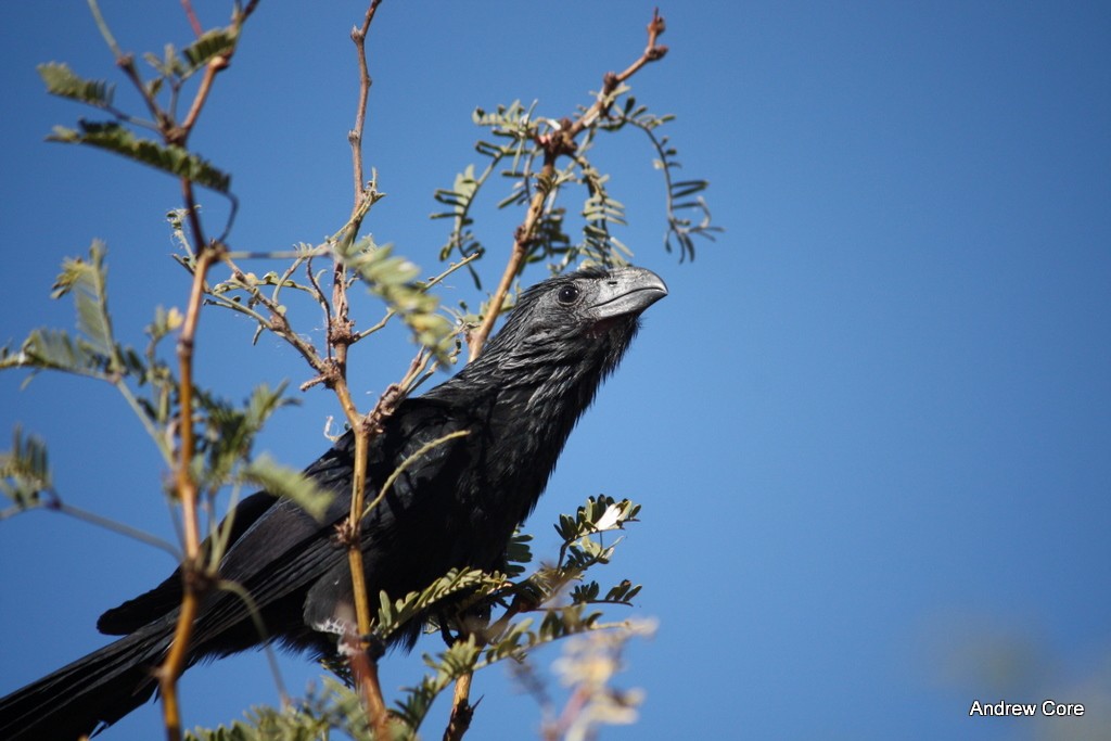 Groove-billed Ani - Andrew Core