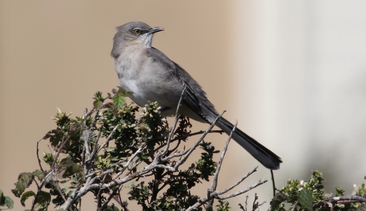 Northern Mockingbird - ML69896641