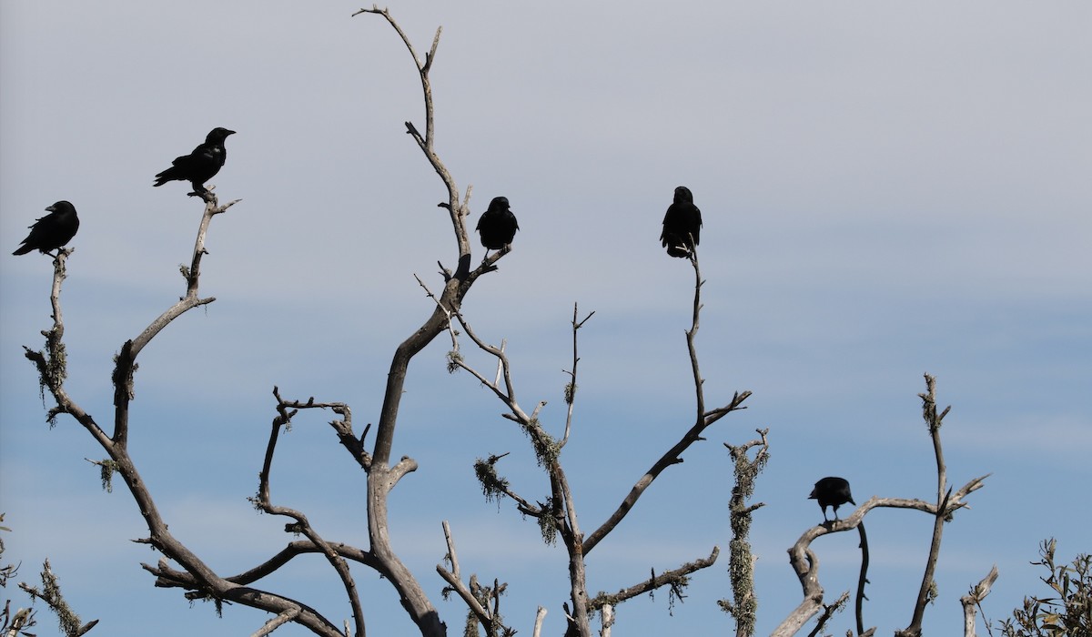 American Crow - ML69896661