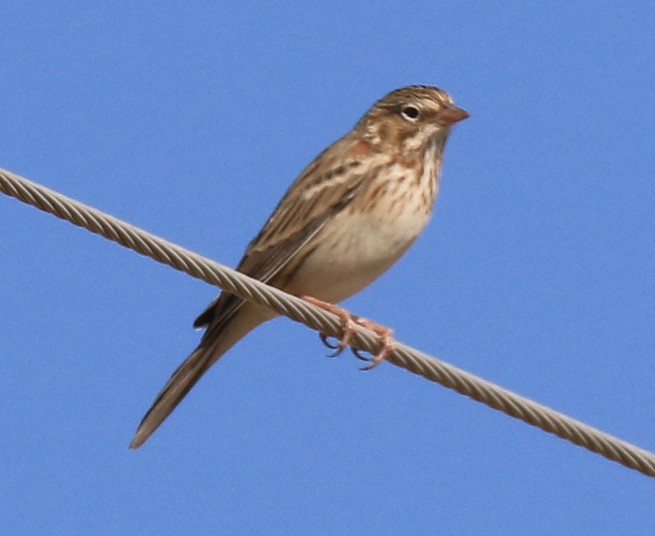 Vesper Sparrow - ML69896961