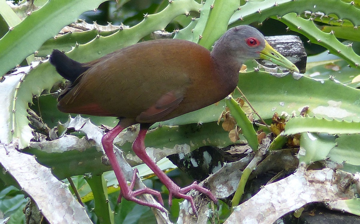 Brown Wood-Rail - Lisa Brunetti