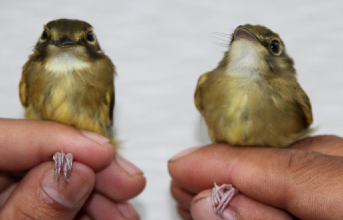 Stub-tailed Spadebill - Georges Duriaux