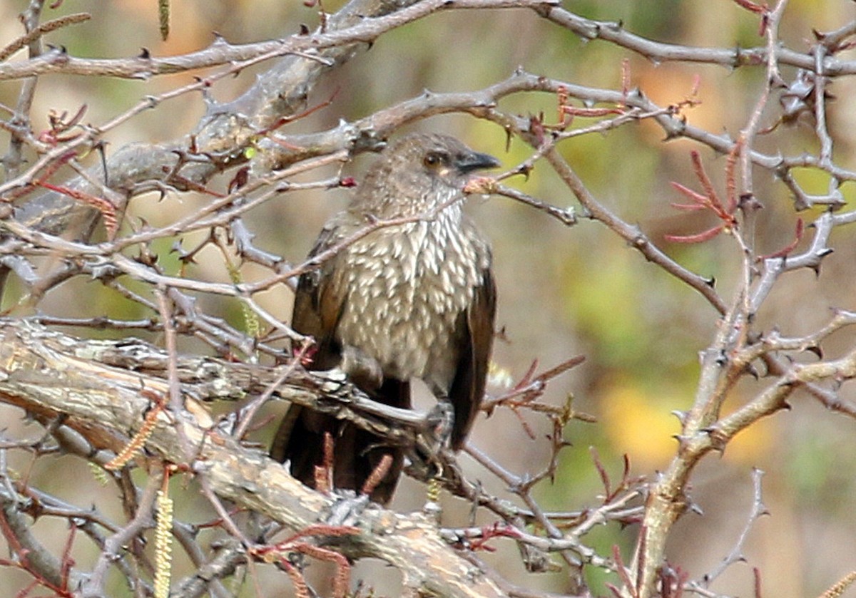 Arrow-marked Babbler - Kathleen Keef