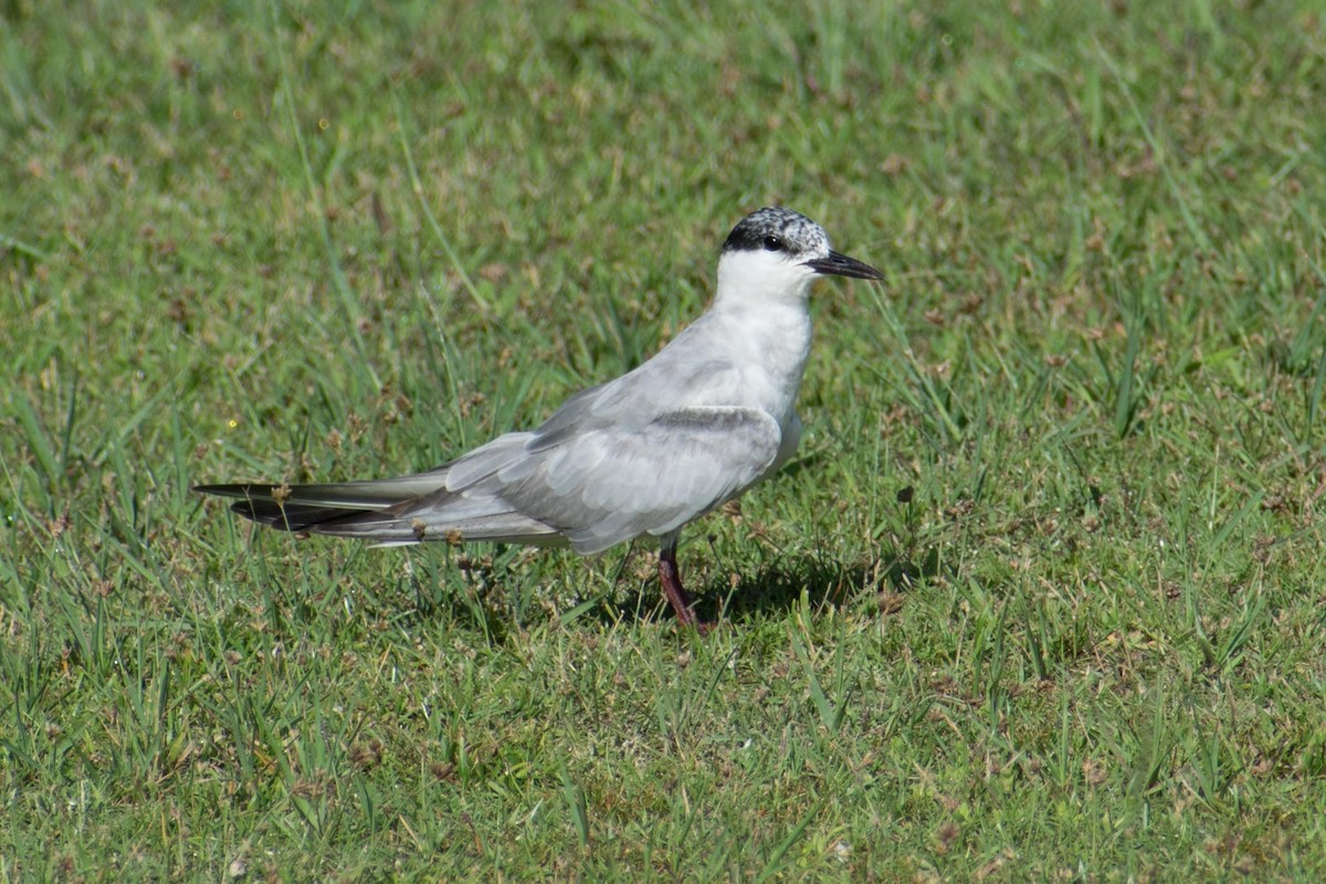 Whiskered Tern - ML69899451