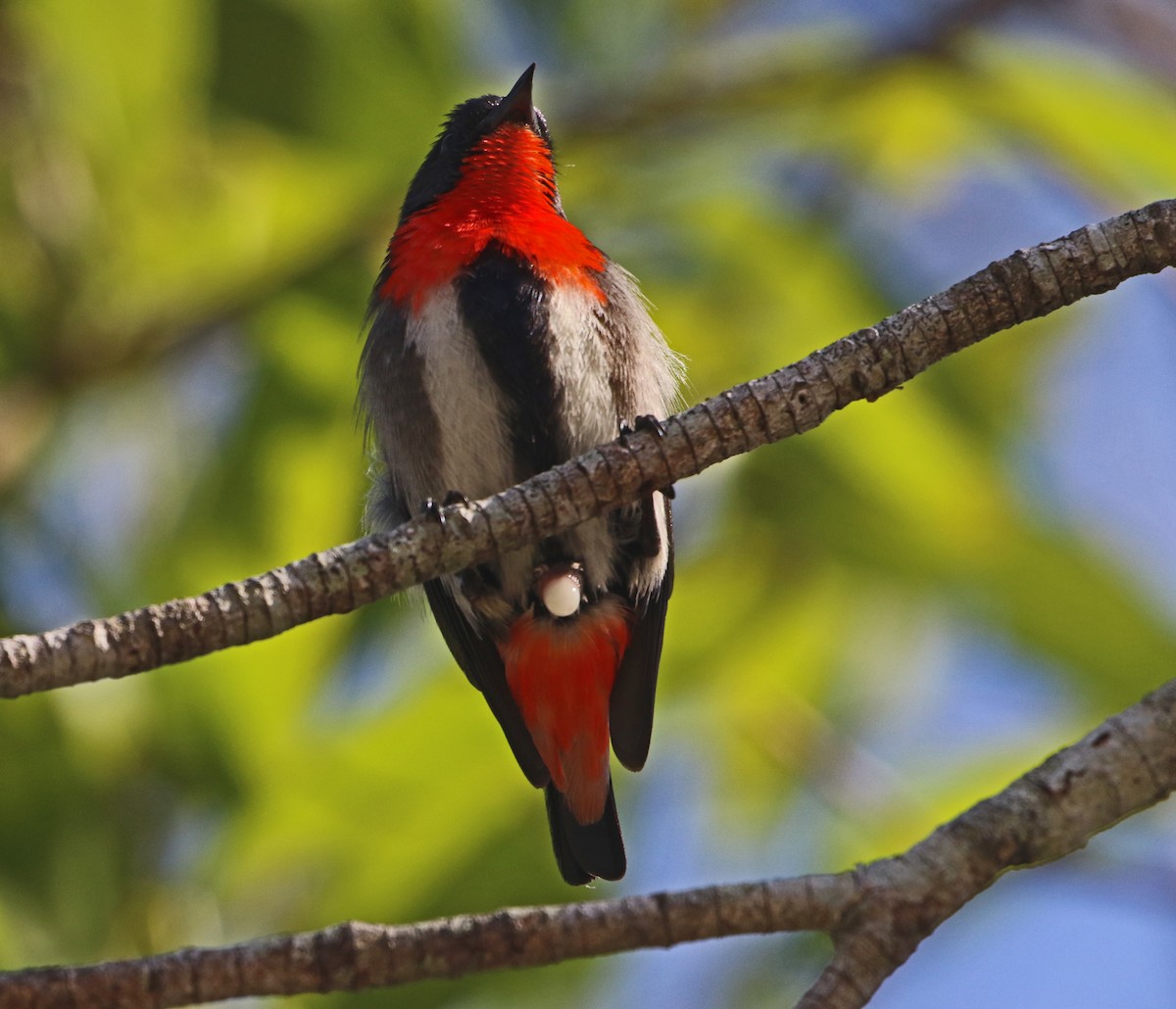 Picaflores Golondrina - ML69899581