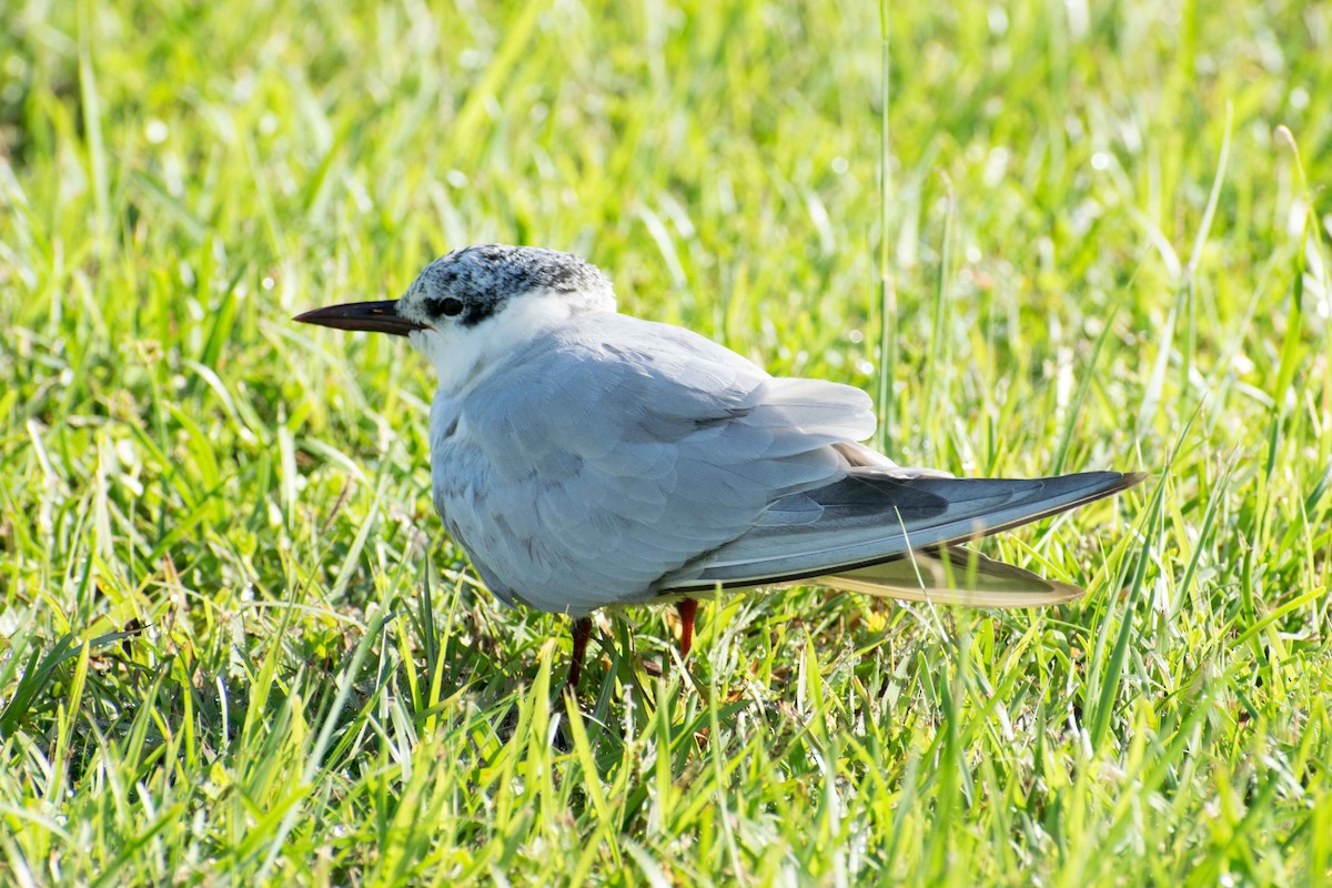 Whiskered Tern - ML69899971