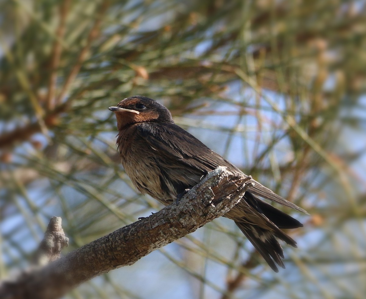 Golondrina Australiana - ML69900181