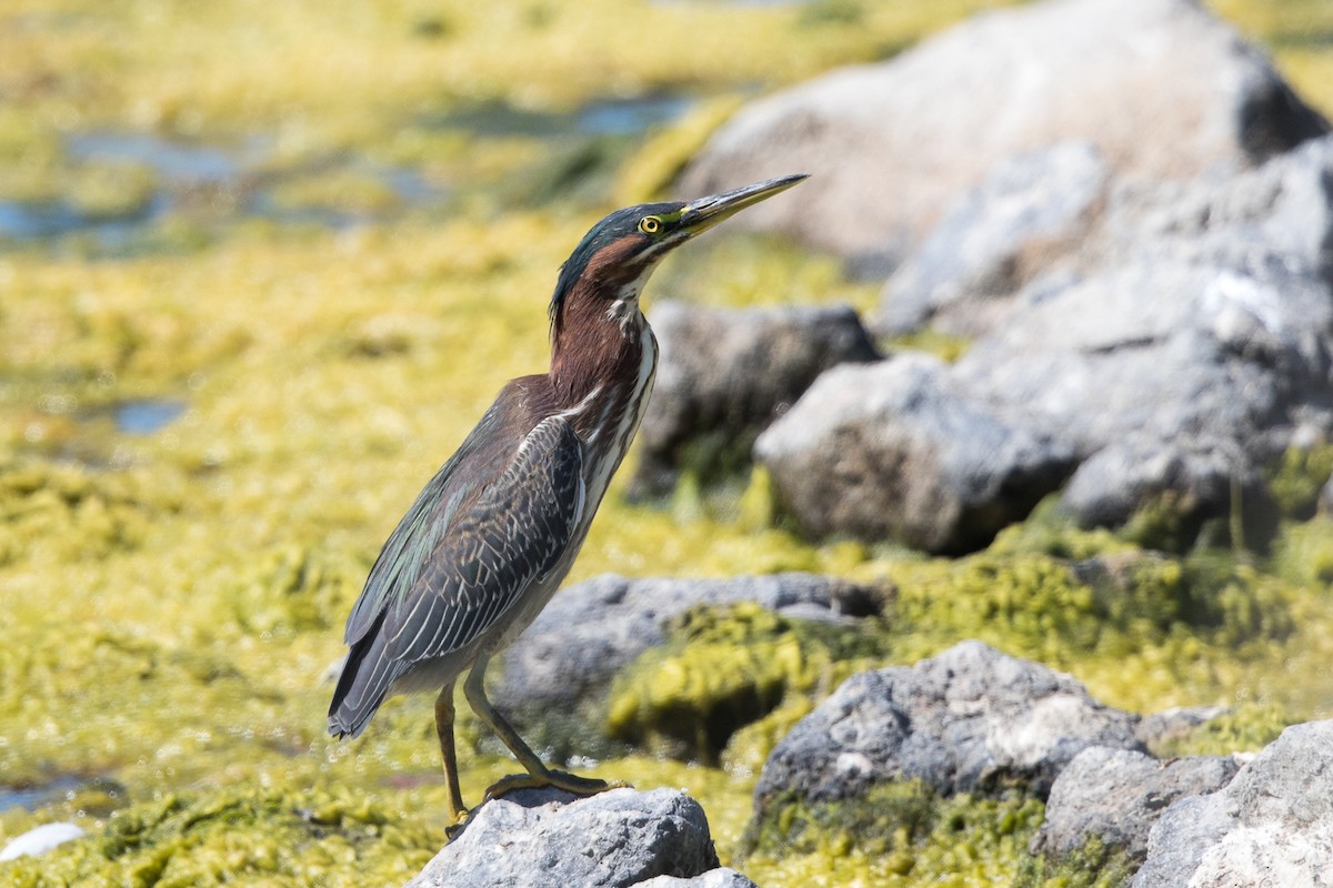 Green Heron - ML69901871