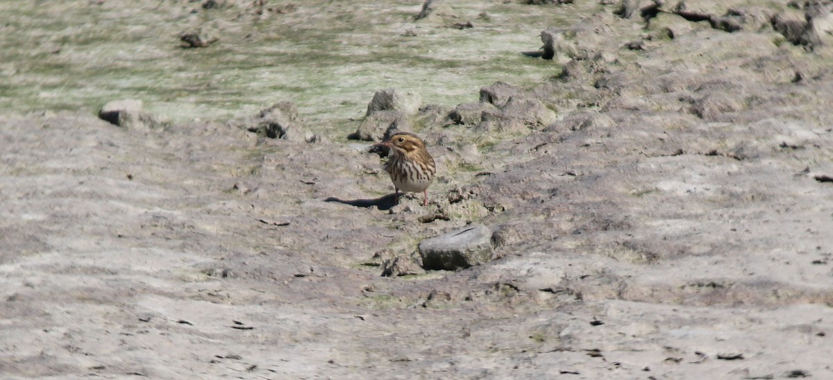 Savannah Sparrow - Brad Rumble