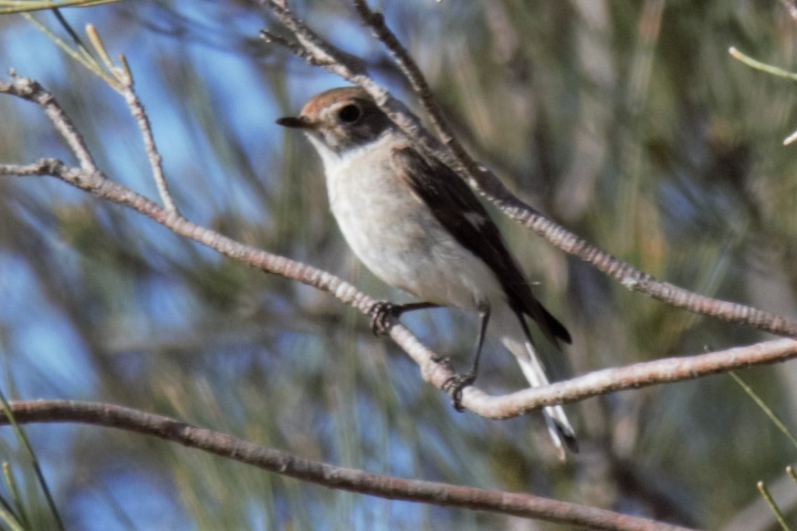 Red-capped Robin - ML69904821