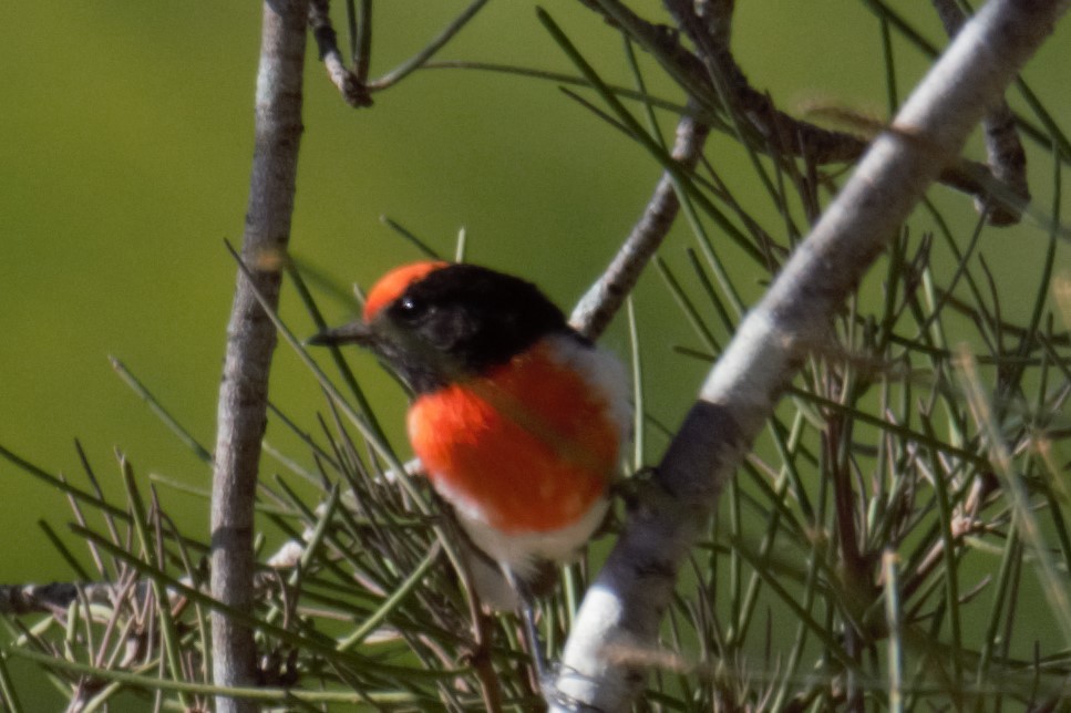 Red-capped Robin - ML69904831