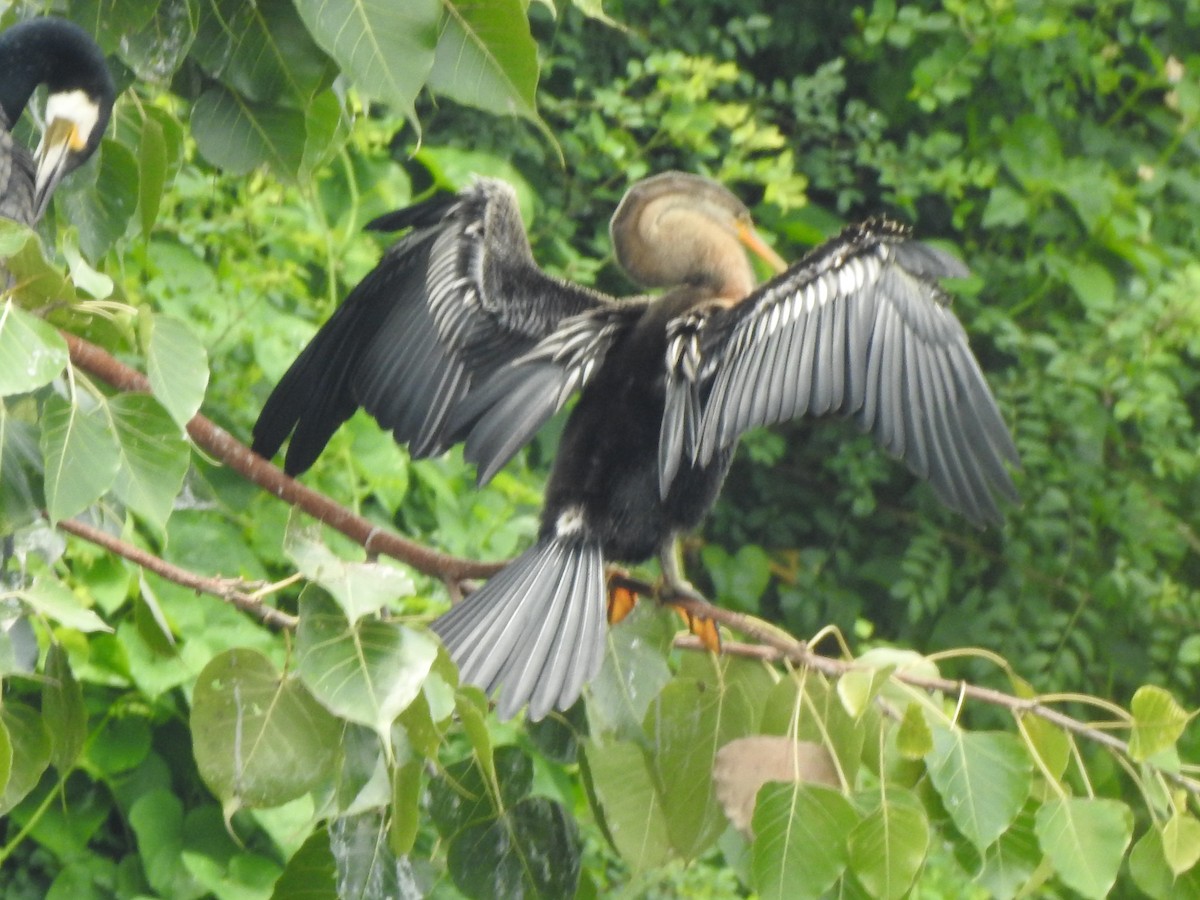 Oriental Darter - ML69906671