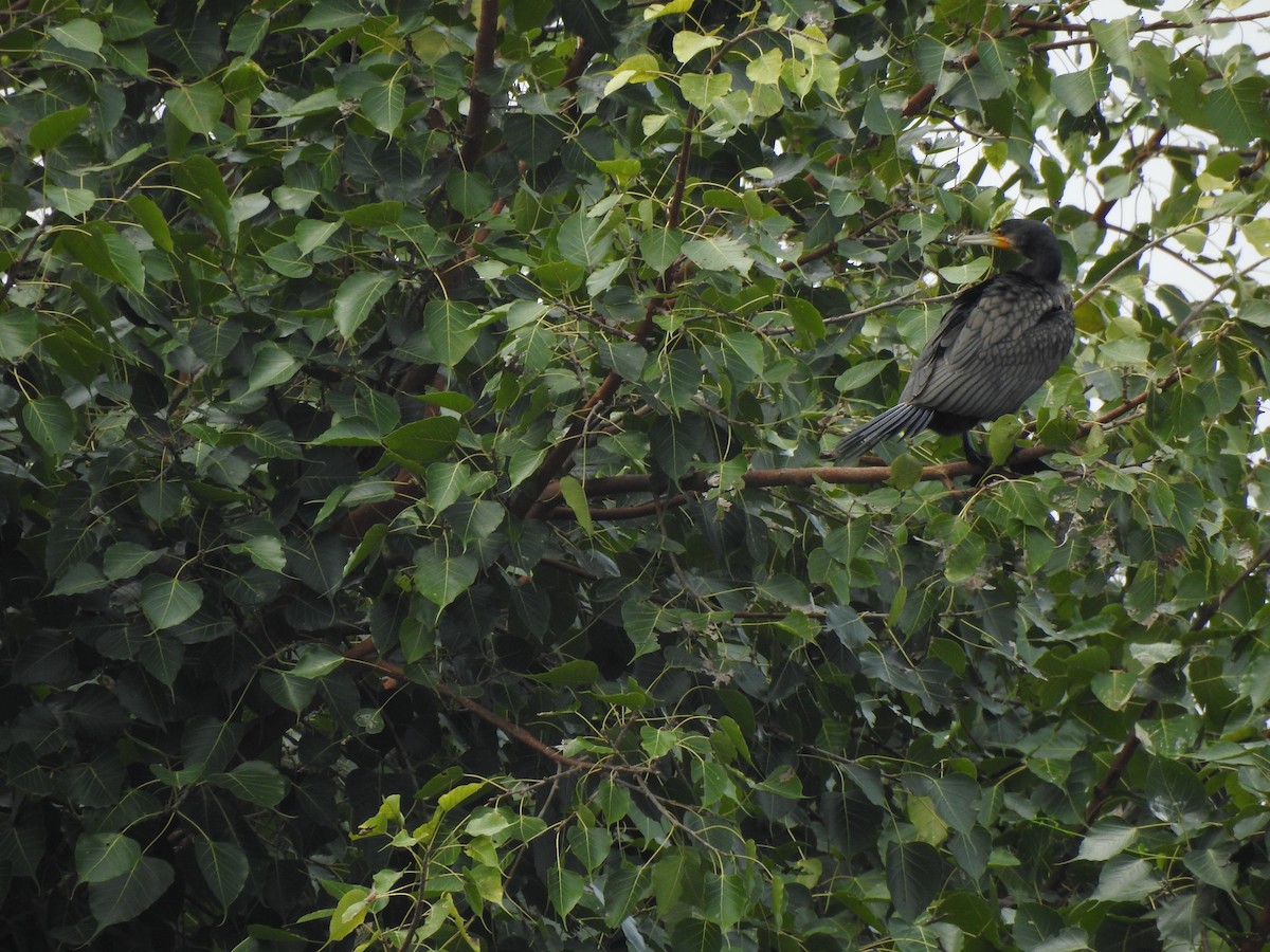 Great Cormorant - ML69906691