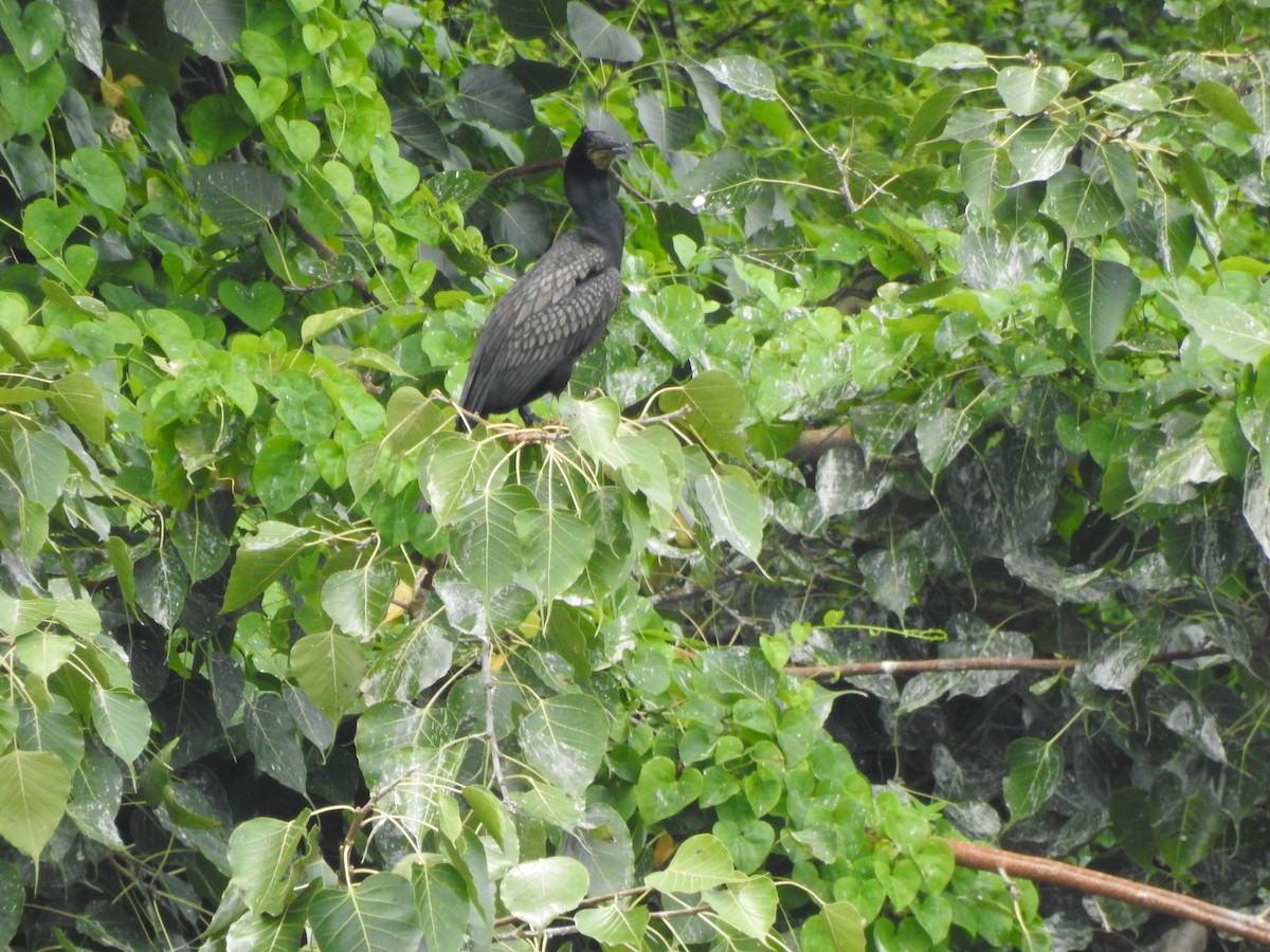Little Cormorant - ML69906711