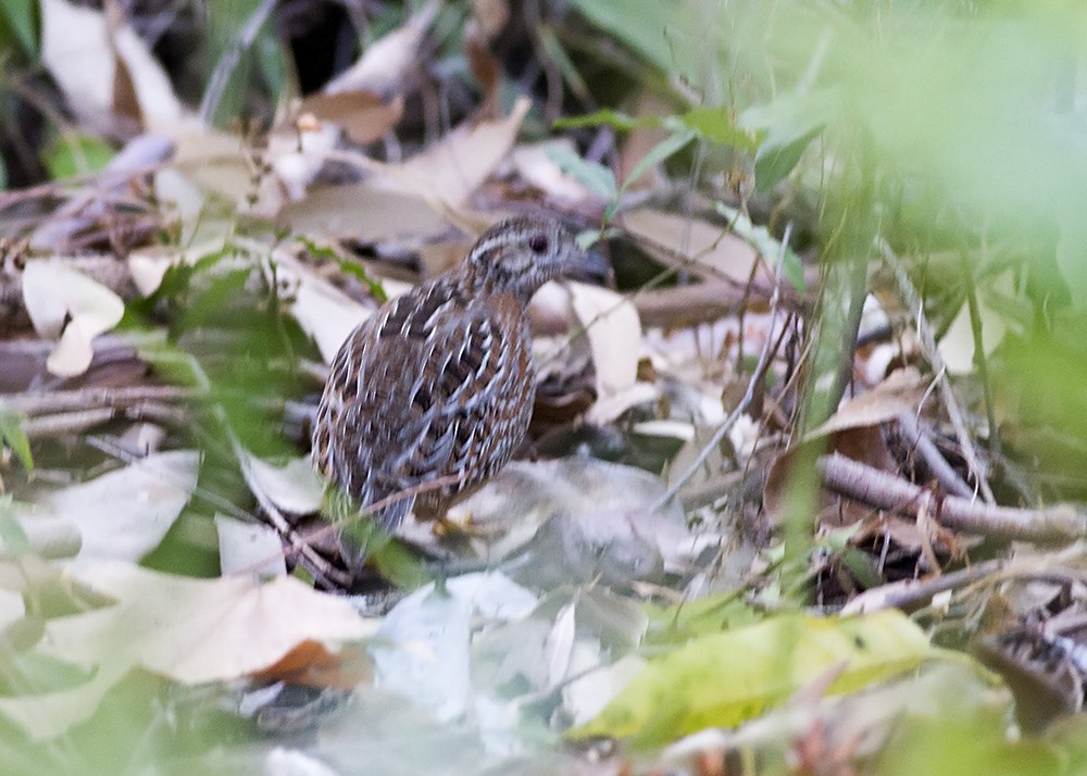 Painted Buttonquail - ML69906871