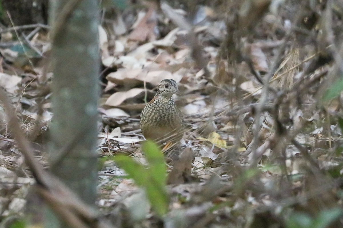 Painted Buttonquail - ML69907231