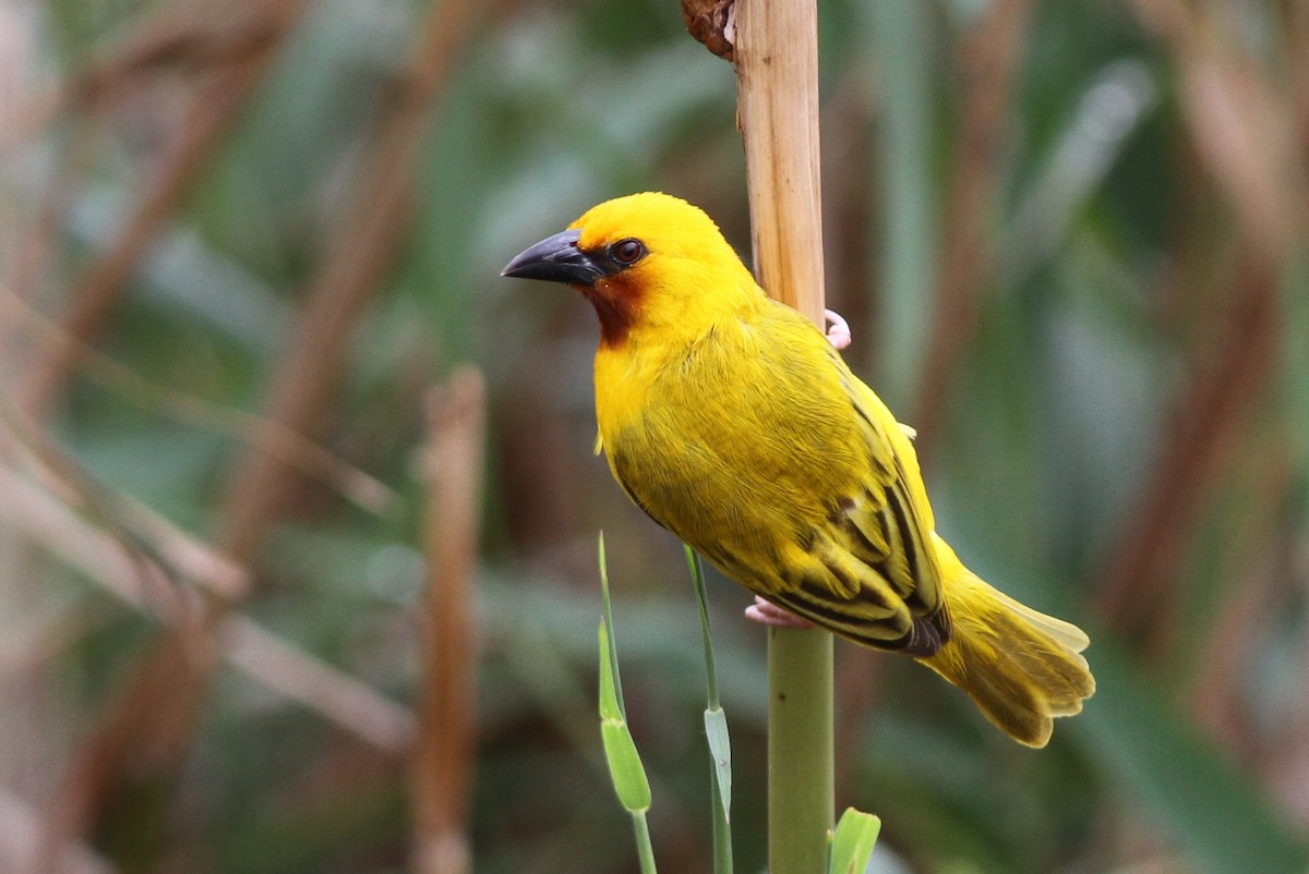 Southern Brown-throated Weaver - John Martin