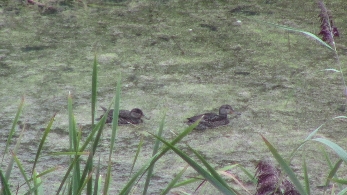 Gadwall - ML69907431