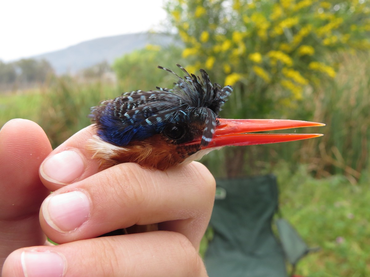 Malachite Kingfisher (Mainland) - ML69907741