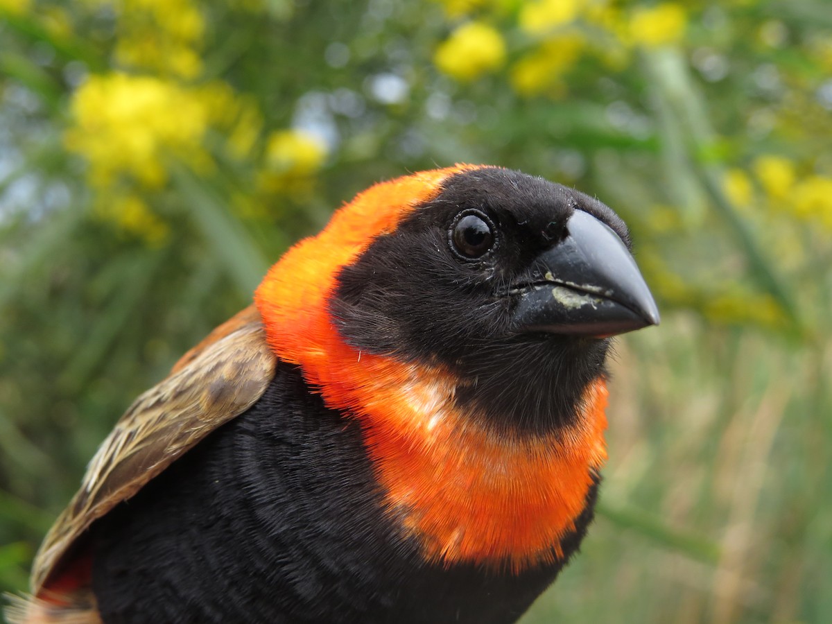 Southern Red Bishop - ML69907951