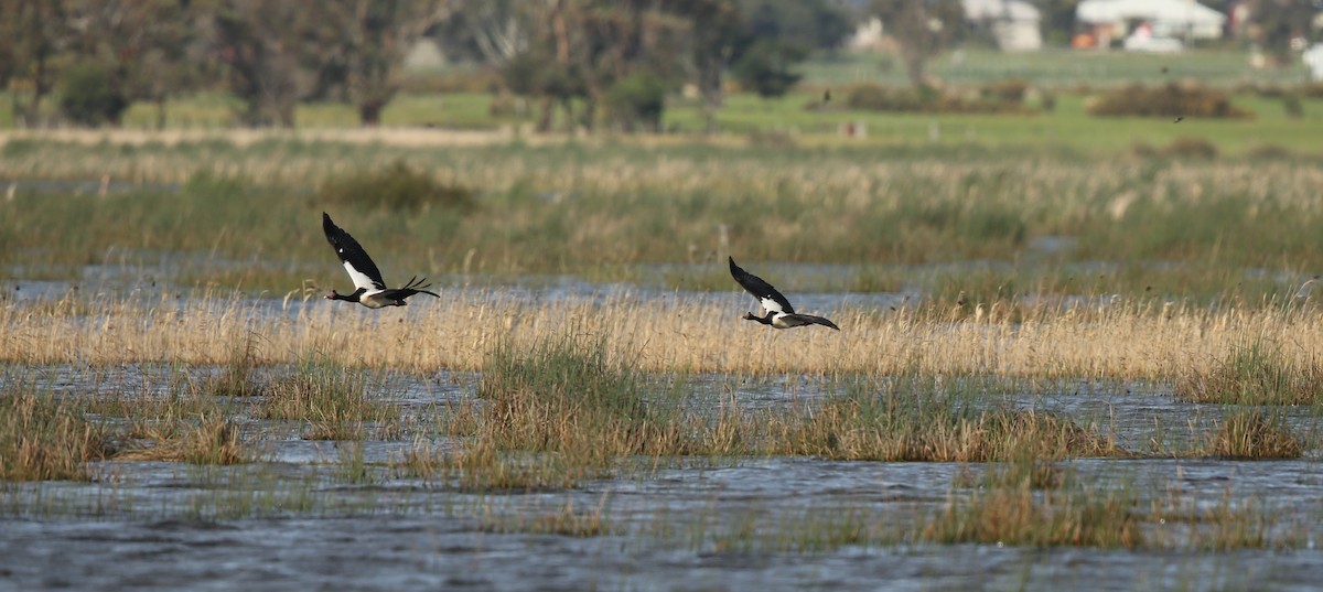 Magpie Goose - ML69908011