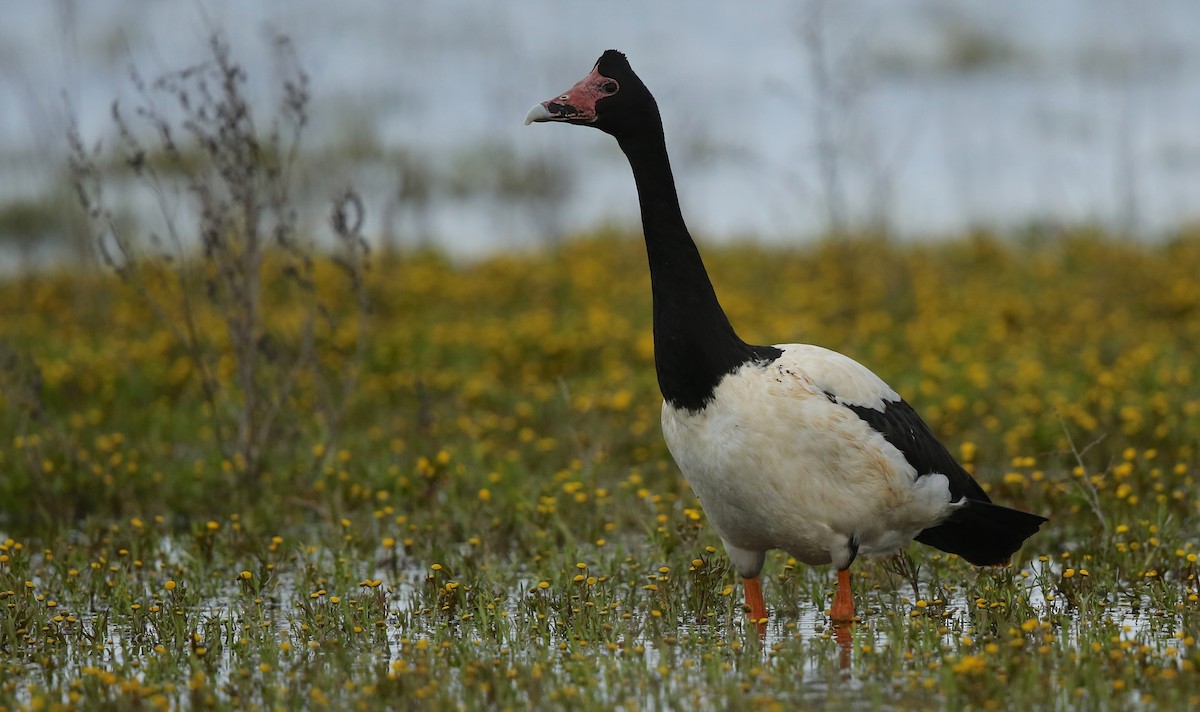 Magpie Goose - ML69908281