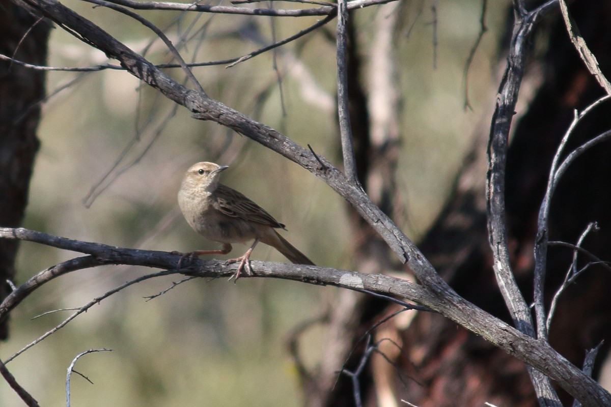 Rufous Songlark - ML69908871