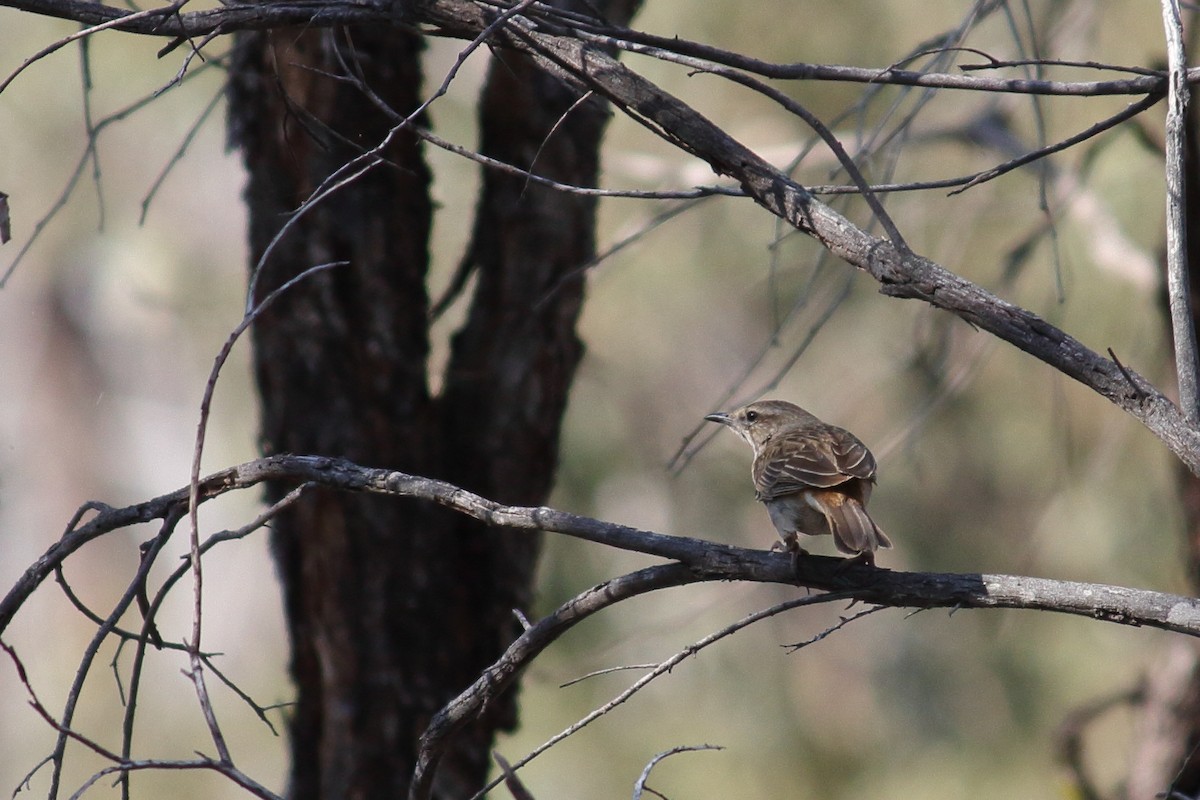 Rufous Songlark - Chris A