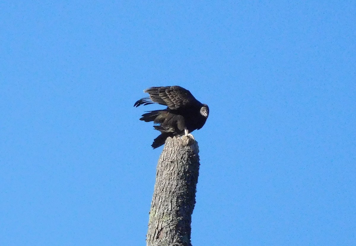 Black Vulture - ML69910201