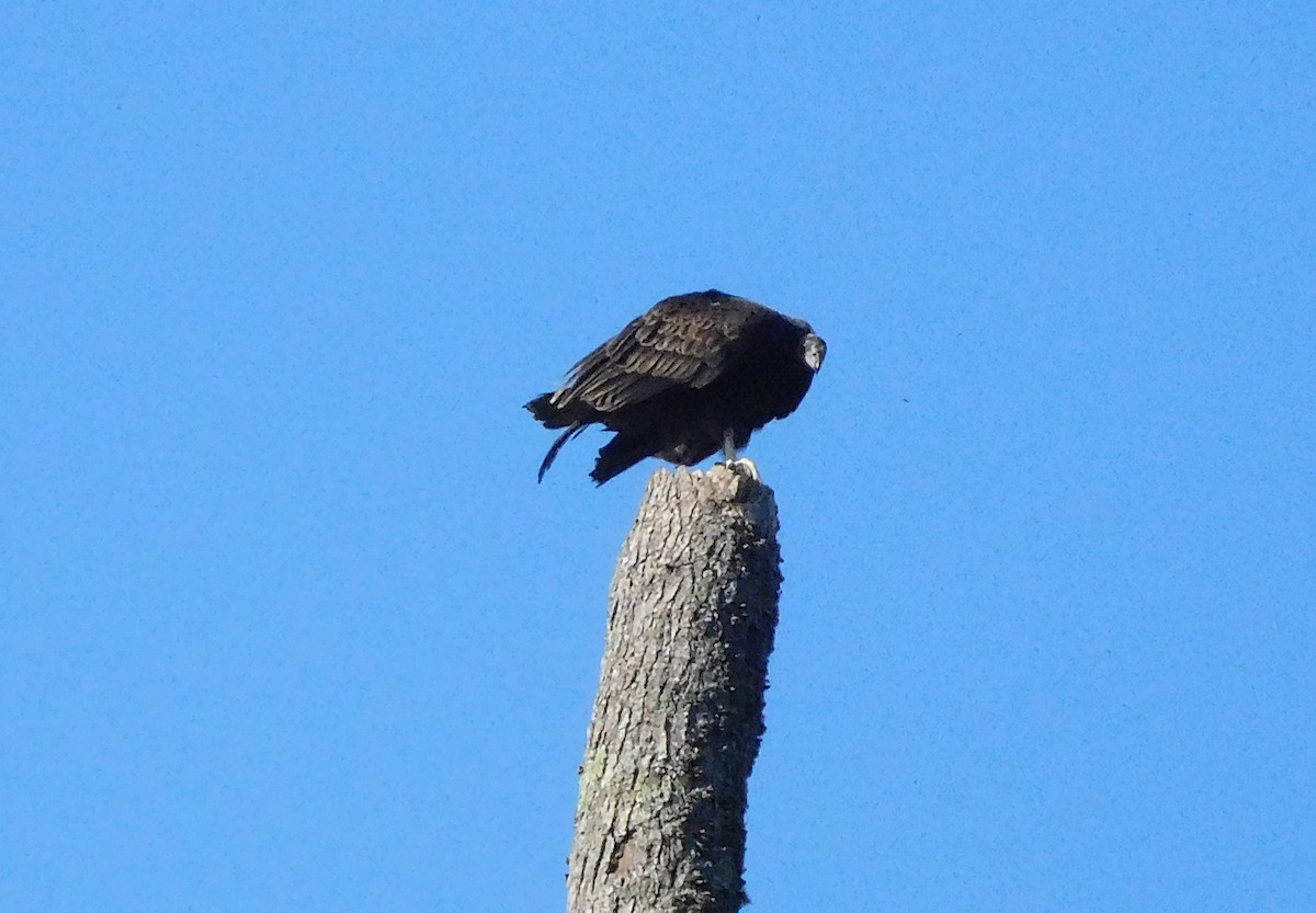 Black Vulture - ML69910211