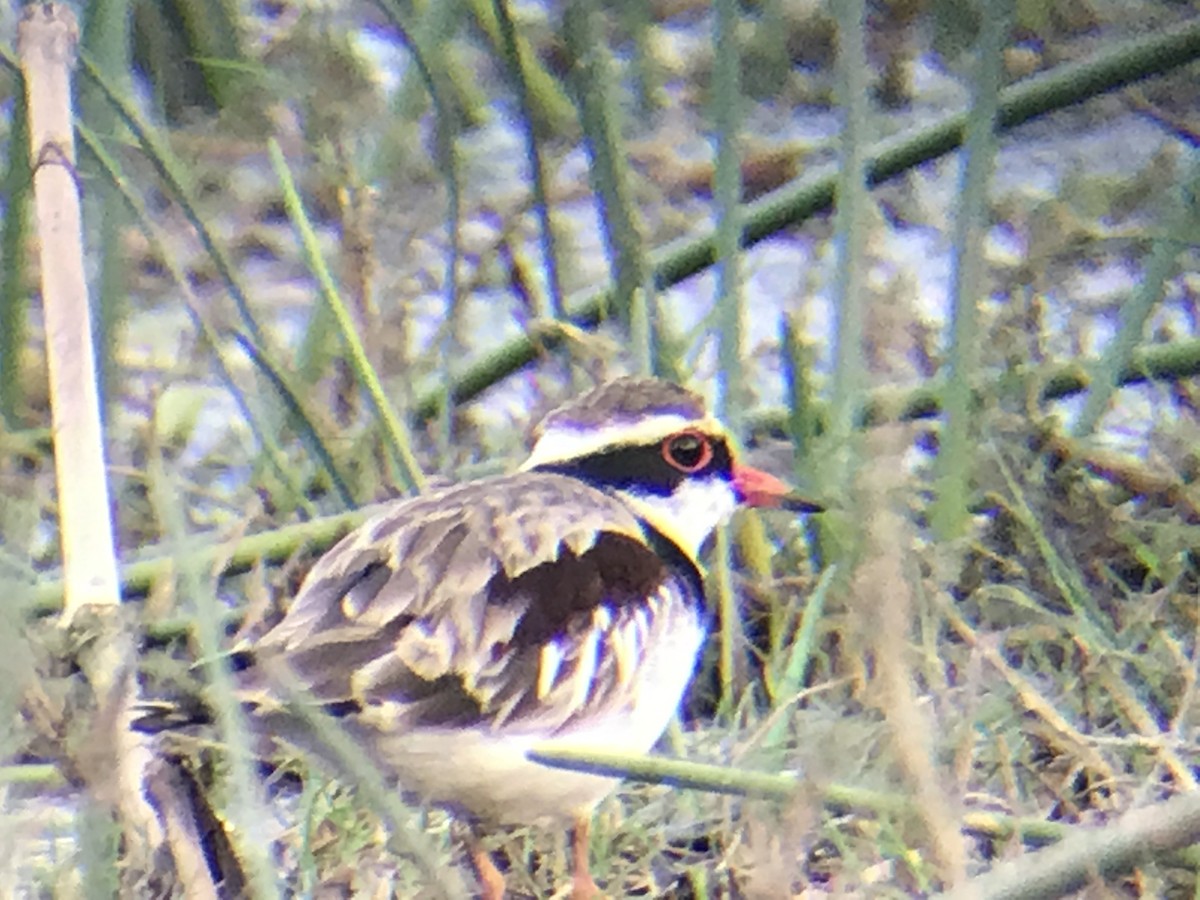 Black-fronted Dotterel - ML69910841