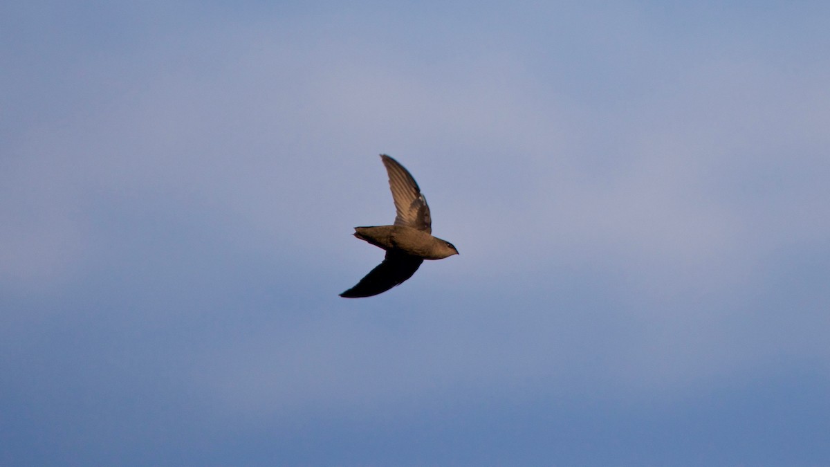 Chimney Swift - ML69910871