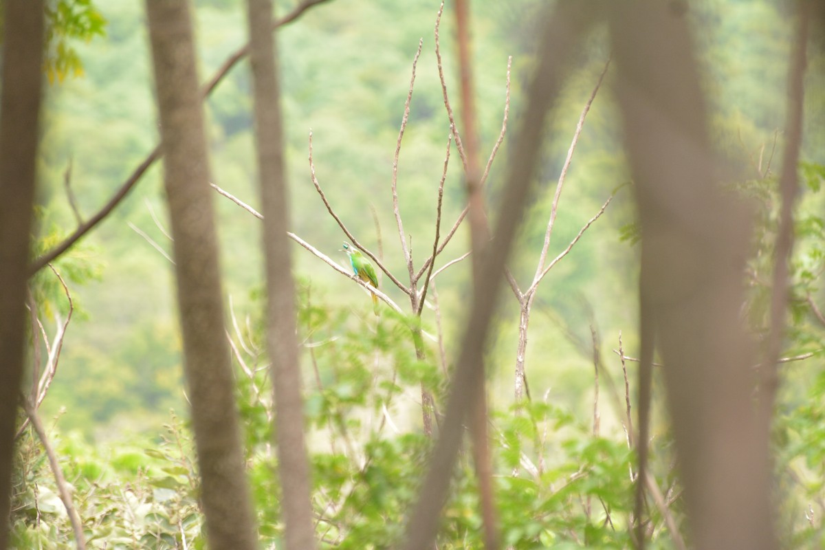 Blue-bearded Bee-eater - ML69911151