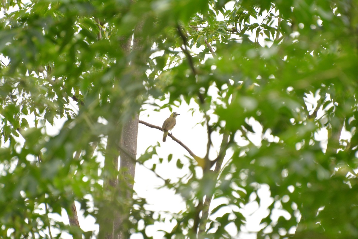 White-browed Bulbul - ML69911191