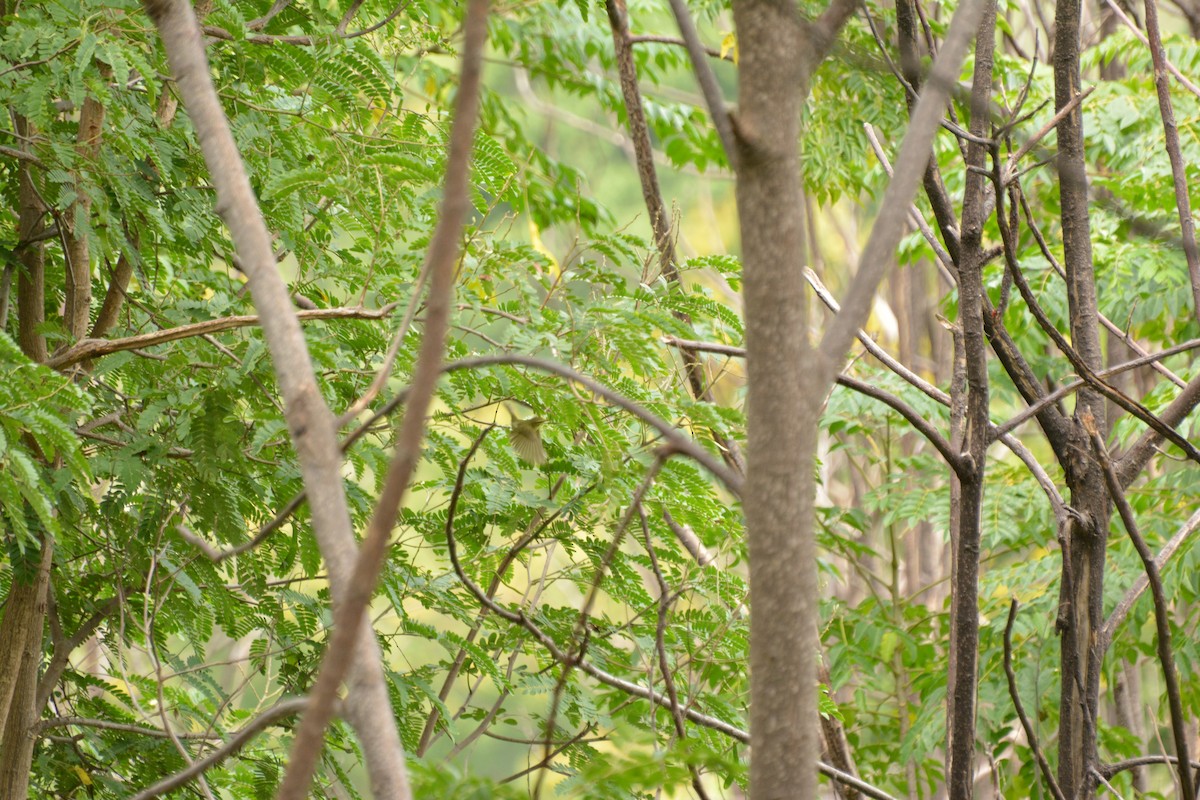 Ногоовор дууч шувуу - ML69911221