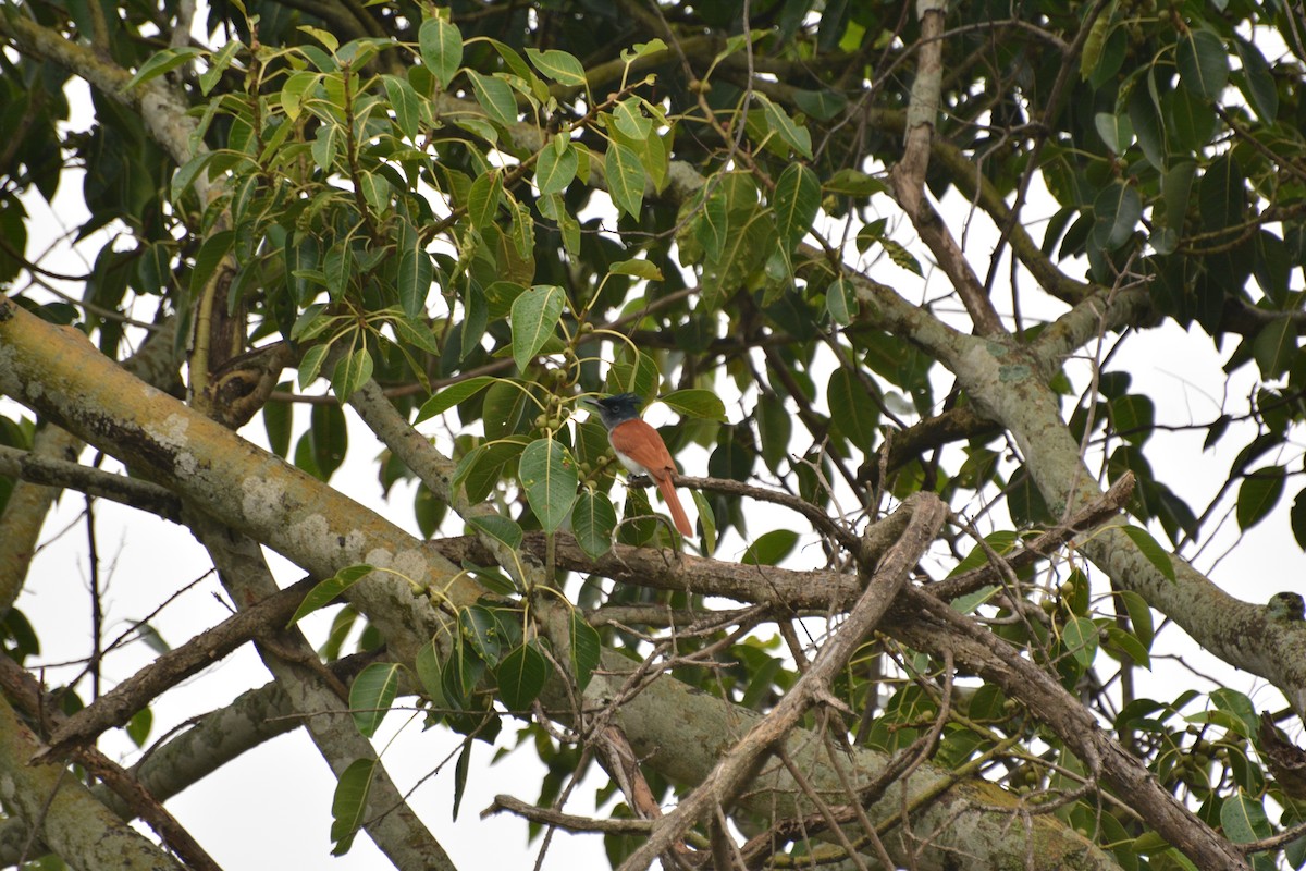 Indian Paradise-Flycatcher - ML69911261
