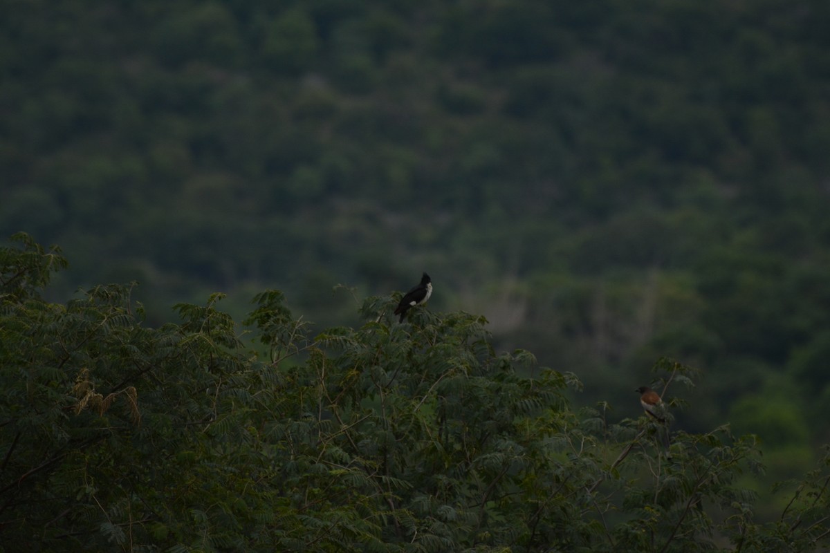 Pied Cuckoo - ML69911271