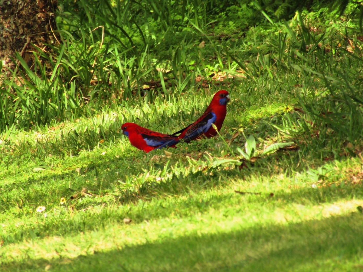 Crimson Rosella - Ben Hoffmann