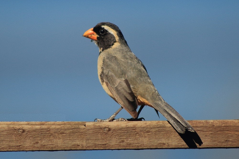 Golden-billed Saltator - ML69911761