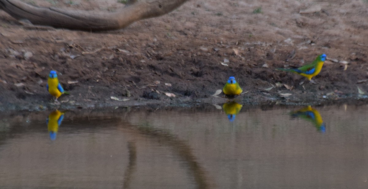 Turquoise Parrot - ML69912351