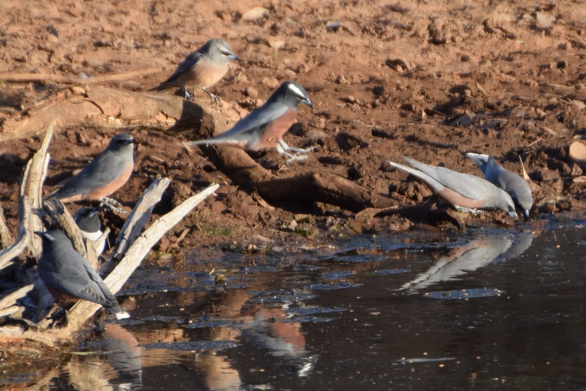 White-browed Woodswallow - ML69912471