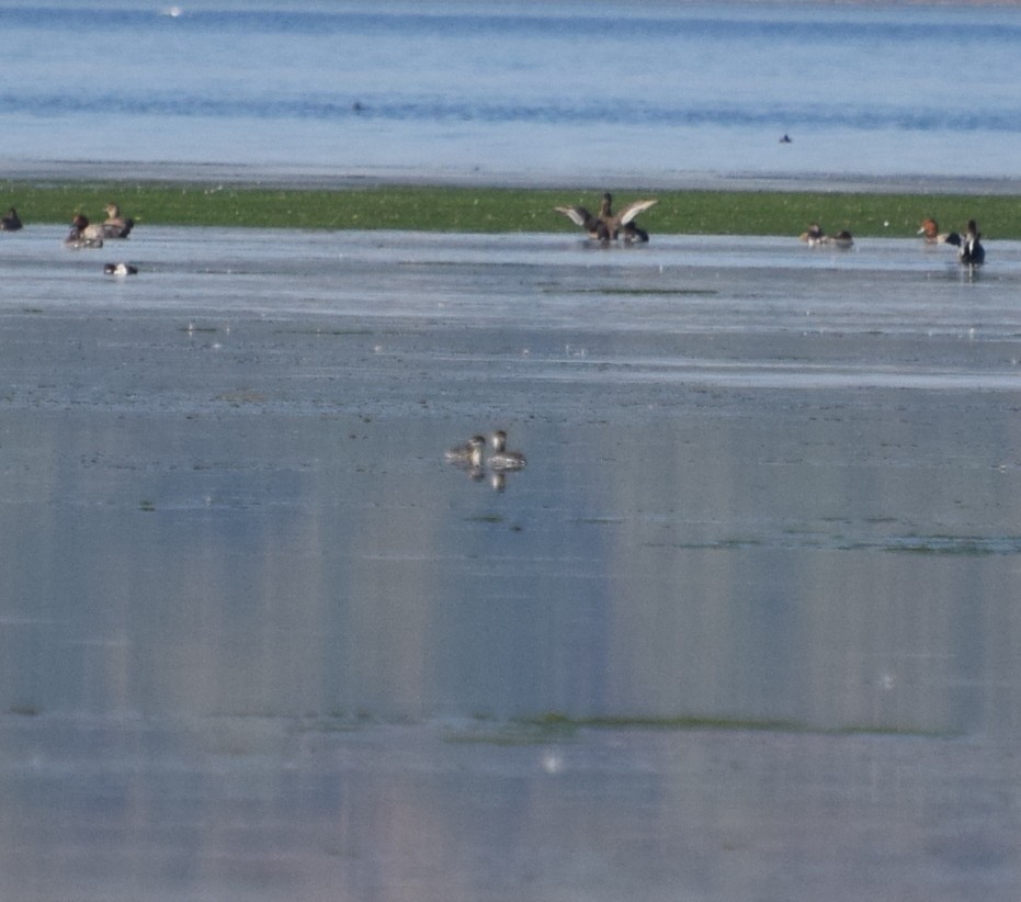 Horned Grebe - ML69913711