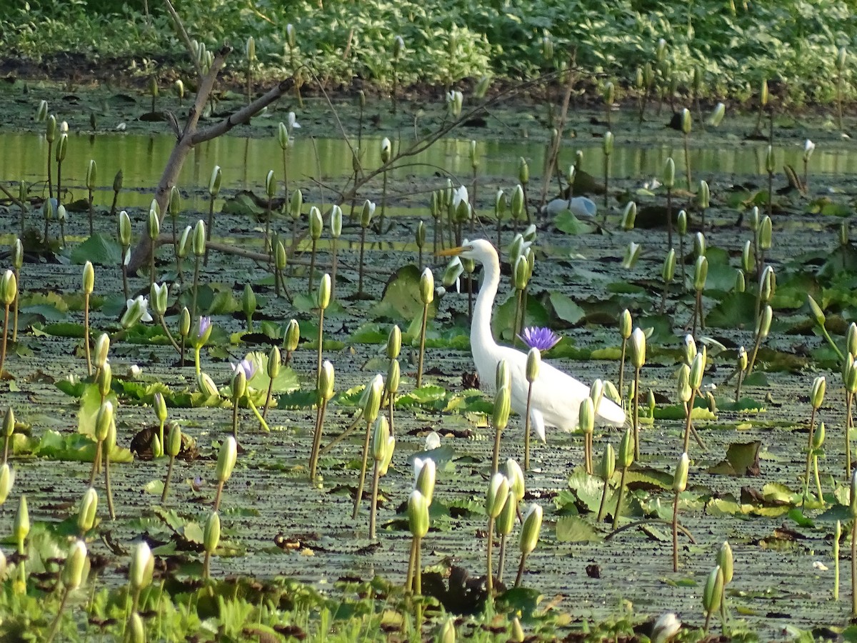 Yellow-billed Egret - ML69913901