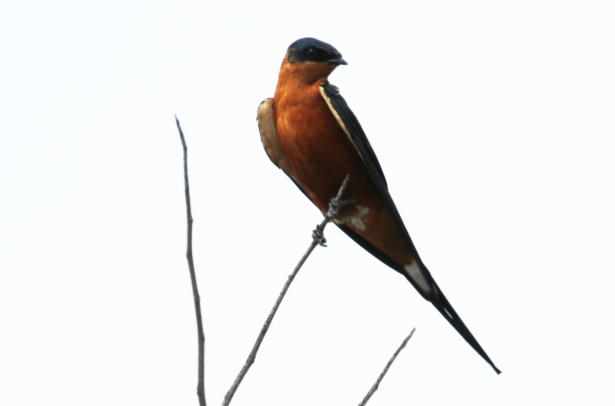 Rufous-chested Swallow - ML69914241