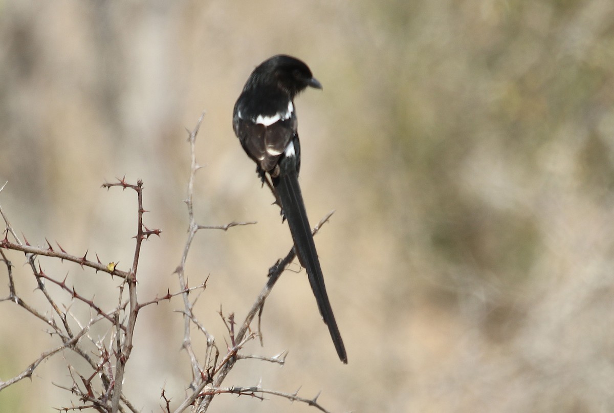 Magpie Shrike - ML69914361